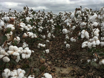 Algodão comum, pima ou egípcio: qual a real diferença — e qual vale mais a pena?